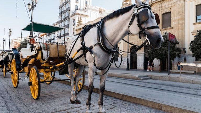 כרכרת סוסים Fiaker עם סוס לבן בעיר העתיקה של זלצבורג